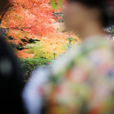 紅葉と色打掛姿の花嫁を前ボケ越しに捉えた一枚