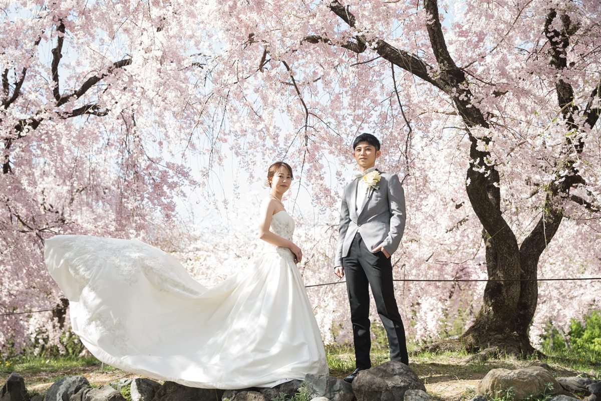しだれ桜の下でドレスの裾をなびかせる花嫁と、グレーのスーツの新郎。桜で撮る洋装前撮り