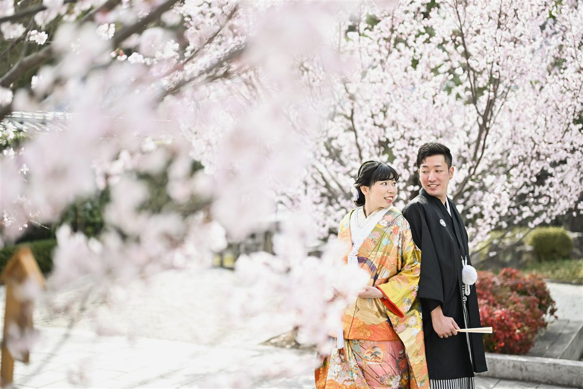 満開の桜越しに並んで立つ、紋付袴の新郎と華やかな色打掛の花嫁。春の桜で撮る和装前撮り