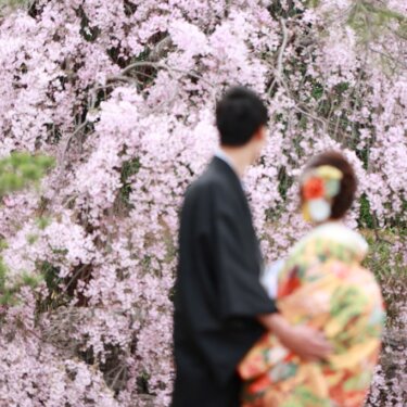 満開のしだれ桜の前に並ぶ色打掛の新婦と紋付の新郎。春の桜と撮る和装前撮りフォトウェディング