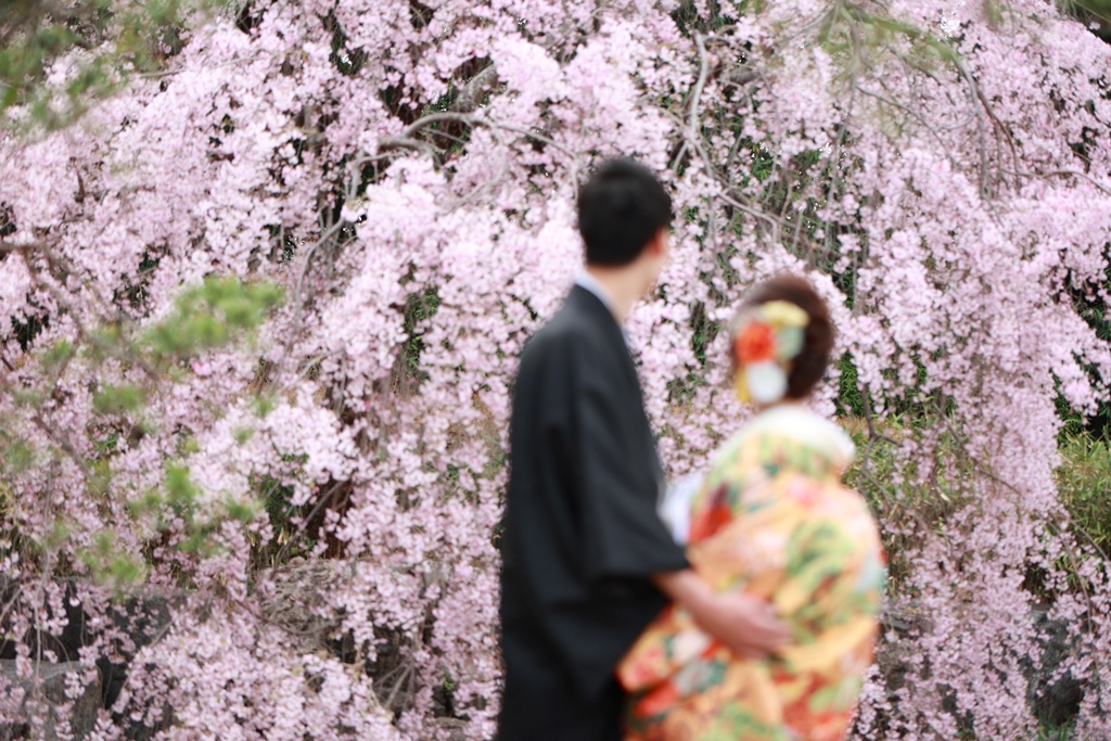 満開のしだれ桜の前に並ぶ色打掛の新婦と紋付の新郎。春の桜と撮る和装前撮りフォトウェディング